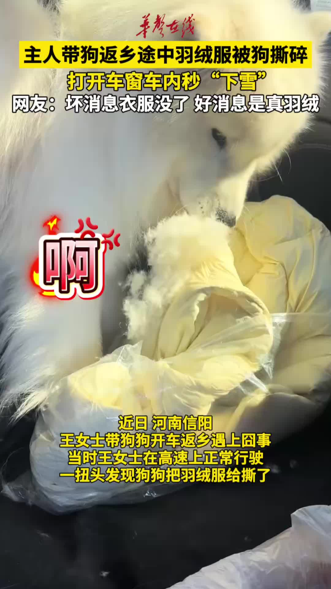 主人带狗返乡途中羽绒服被狗撕碎，打开车窗车内秒“下雪”