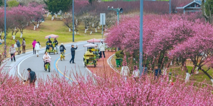 梅花绽放暗香涌动
