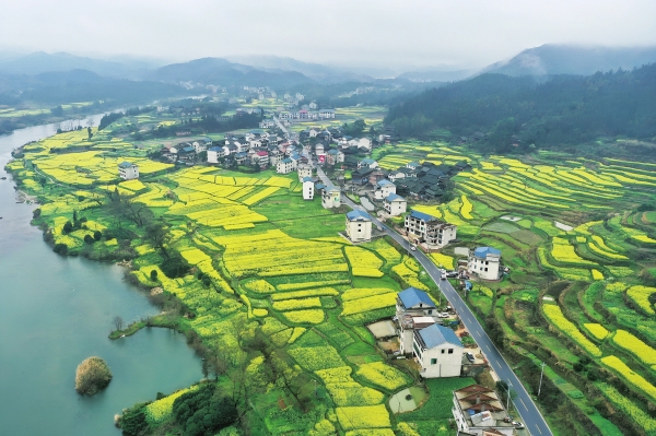 油菜花開春意濃