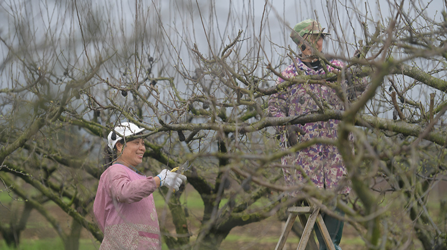果树修剪忙
