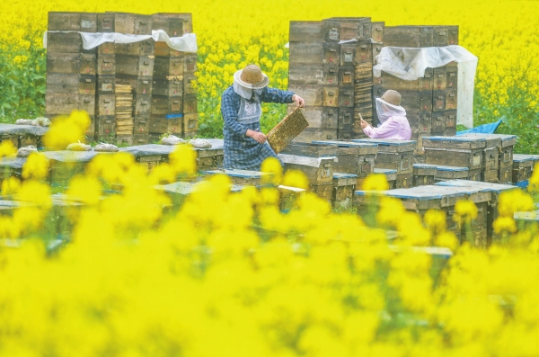 “甜蜜”事業(yè)