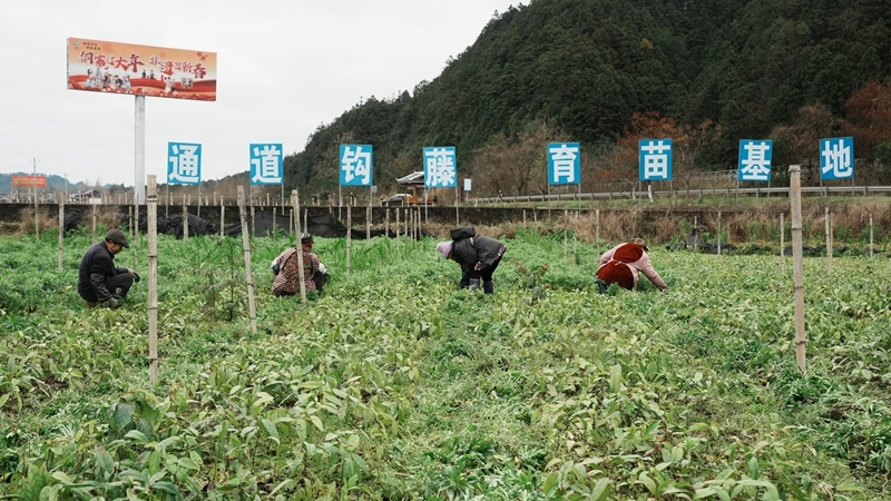 育苗基地春管忙