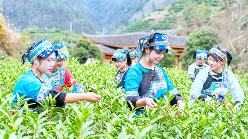 保靖黄金茶春茶开采