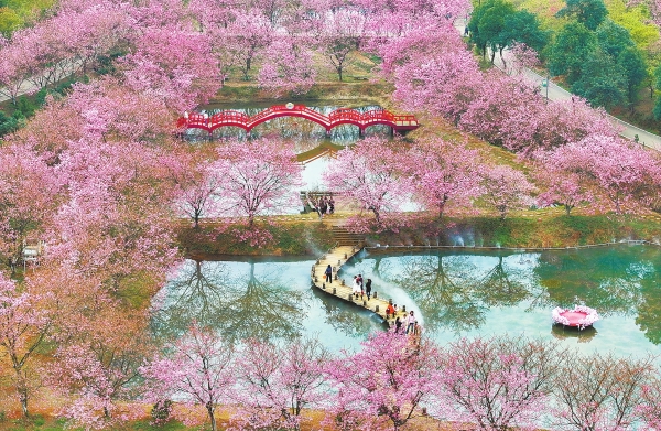 櫻花盛放滿眼春