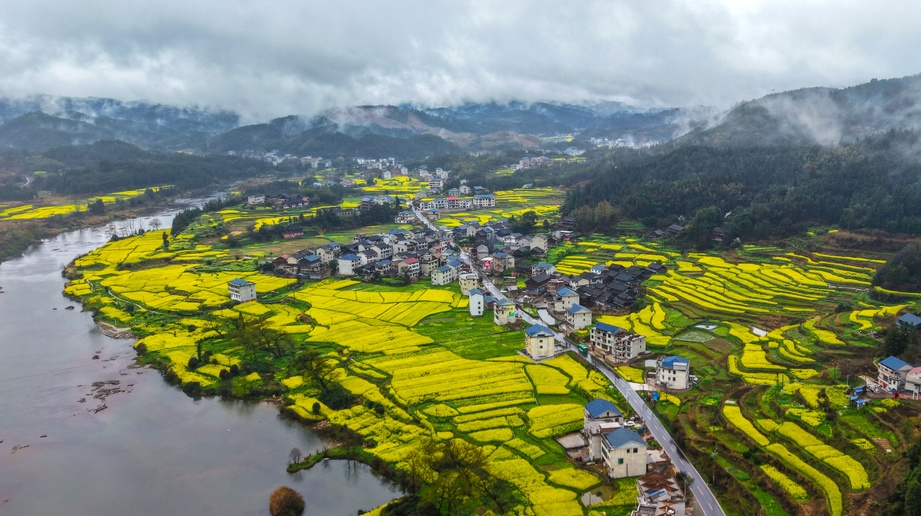 油菜花开 春意盎然