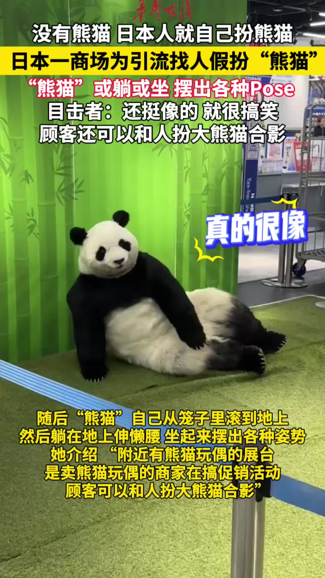 视频|日本商场为引流找人假扮熊猫，目击者：还挺像的，就很搞笑