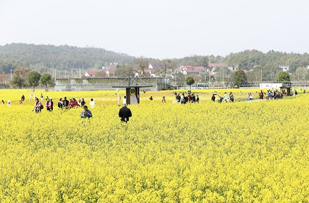 賞花經濟迎春“綻放”