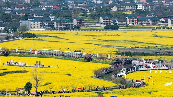 油菜花季 游客纷至