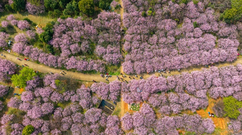 春色满园 “梅” 不胜收