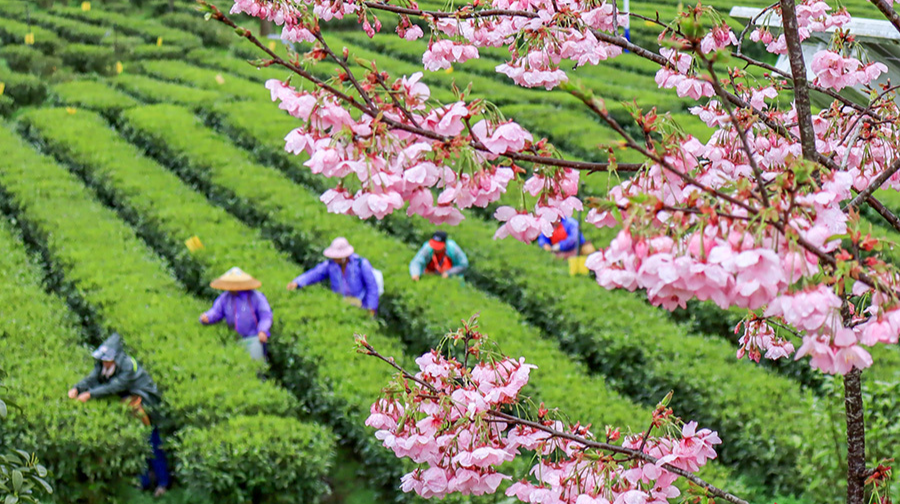 春茶飘香采摘忙