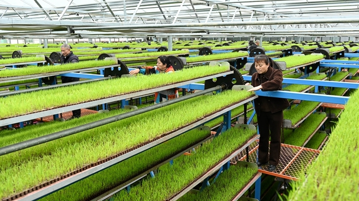 智能化育秧助力粮食生产