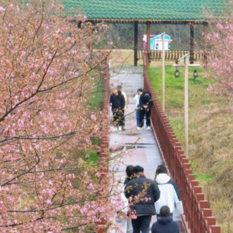 樱花开处，乡村蝶变——岳阳云溪区双清生态旅游区的振兴之路