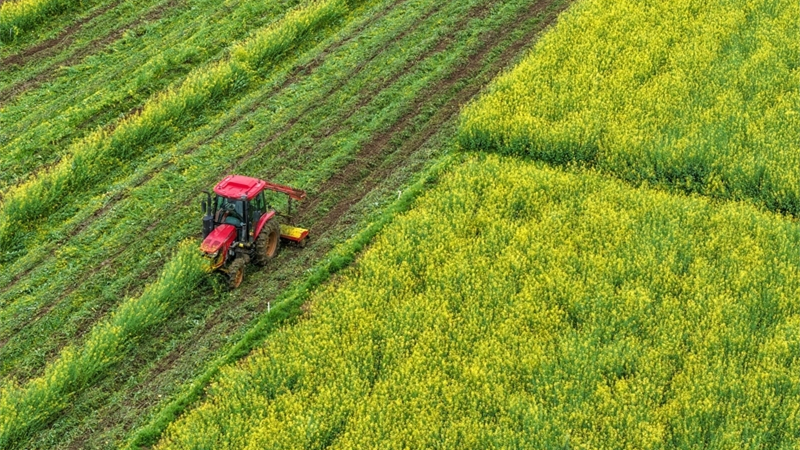 绿肥还田助春耕