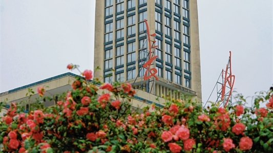 长沙火车站山茶花盛开