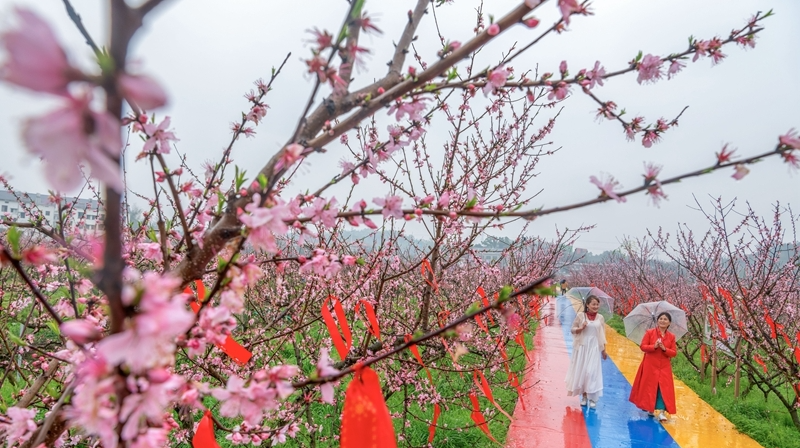 桃花盛开引客来
