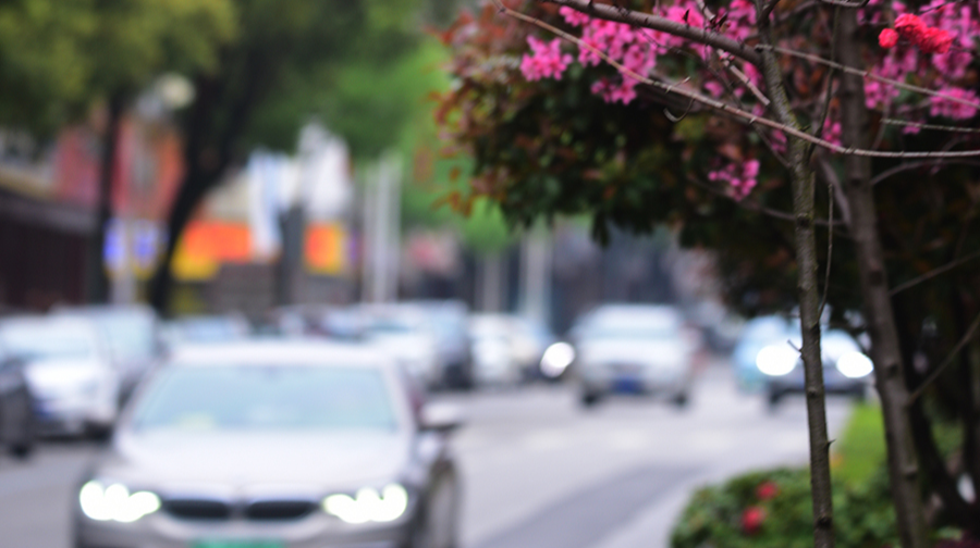 樱花盛开街道美