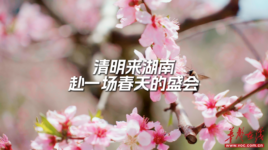 视频｜把清明过回春天的盛会
