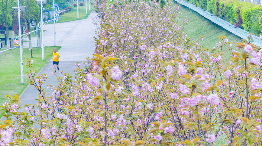 一路樱花一路春