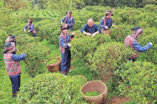 野茶生“金”