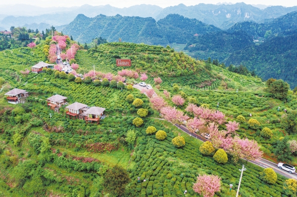 茶山花海引客來