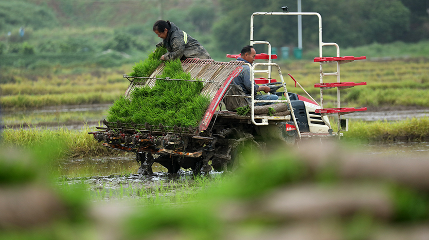 图集 | 湖湘春潮涌  沃野耕作忙