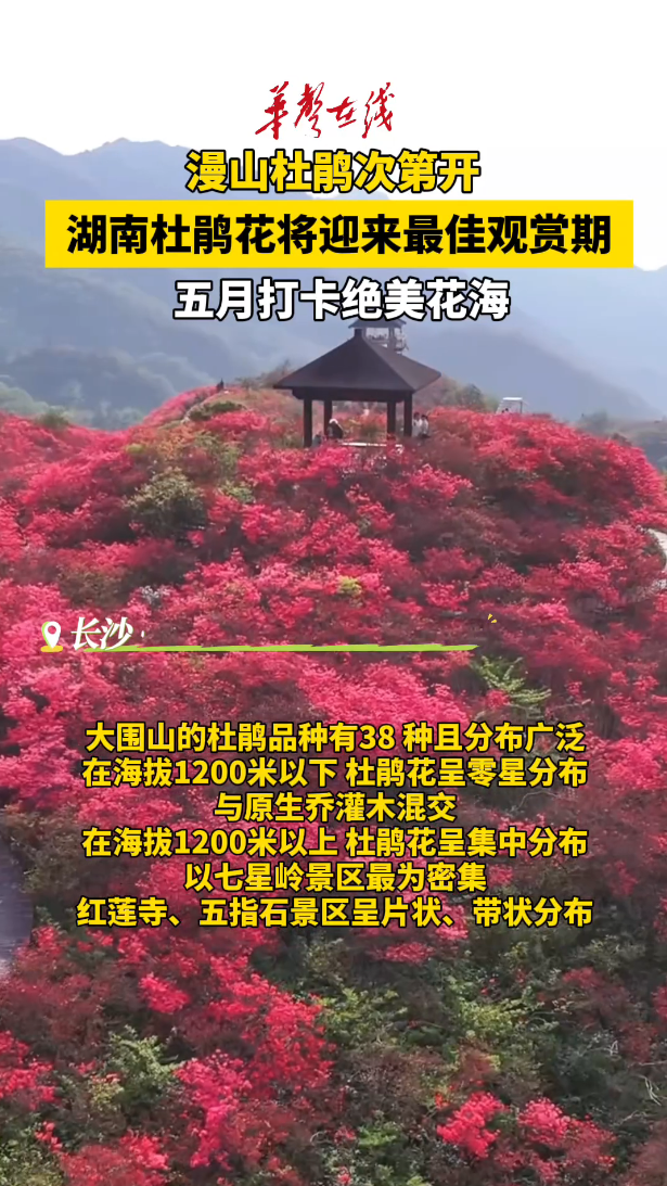 漫山杜鹃次第开！湖南杜鹃花将迎来最佳观赏期