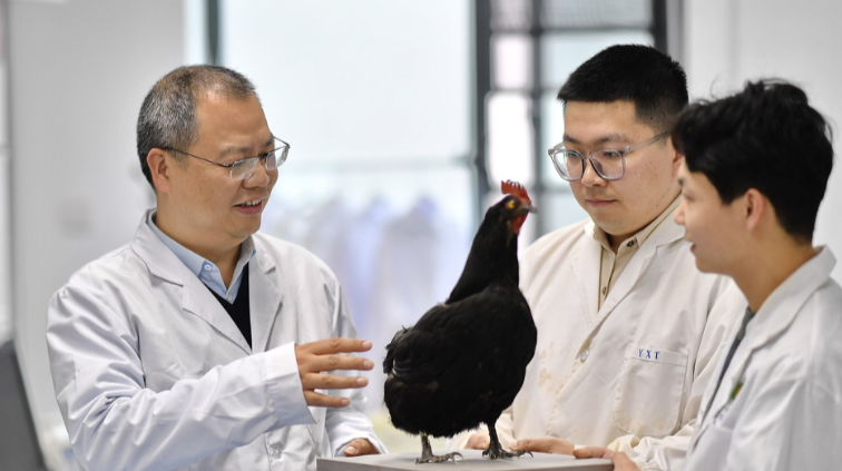 湖湘有种⑩丨林下养乌宝 舌尖品湘珍
