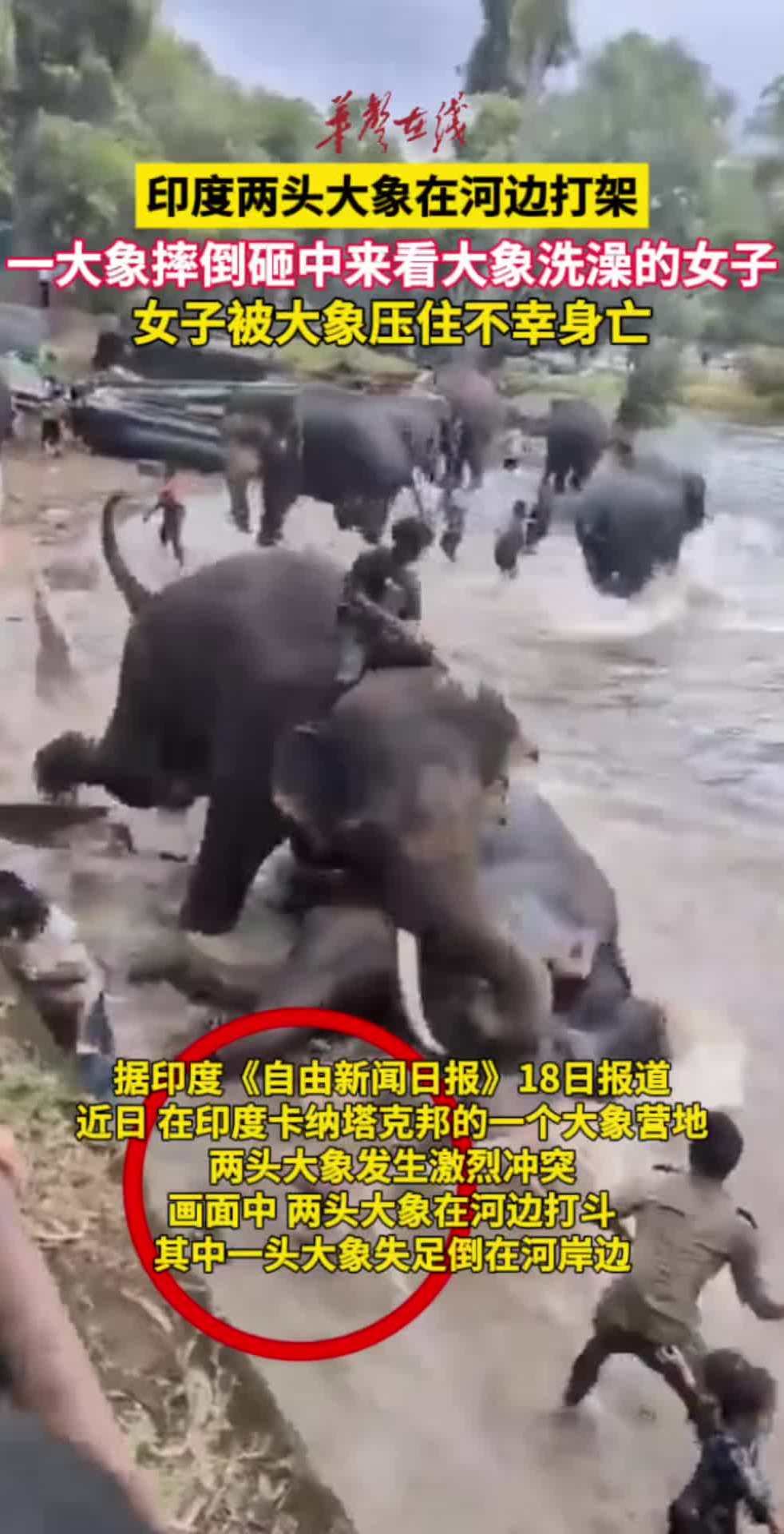 印度一女子看大象洗澡被大象压死