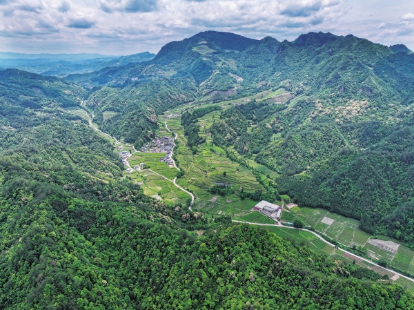 【寻茶记】青藤凝霜韵 甘露润山乡——张家界莓茶的民俗传奇与富民之路