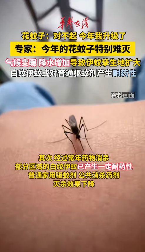 今年的“花蚊子”为何特别难灭?
