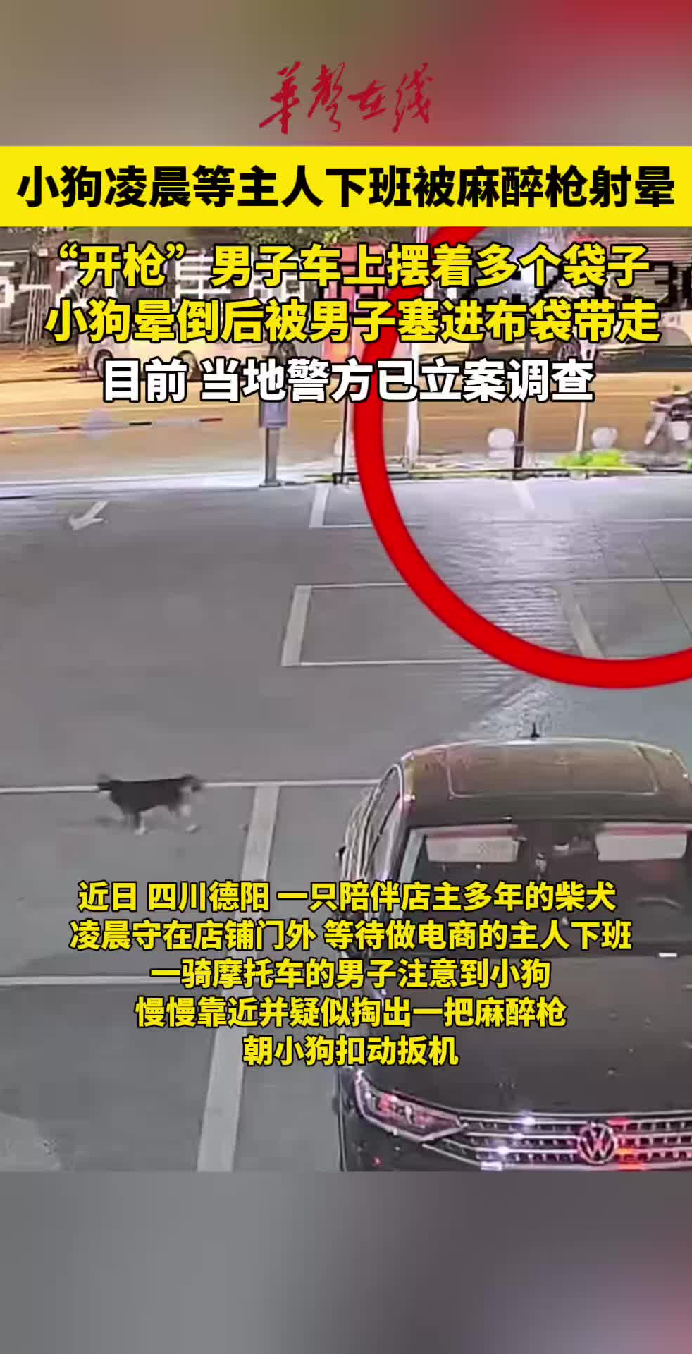 小狗凌晨等主人下班被麻醉枪射晕带走