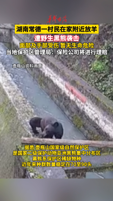 常德一村民放羊遭野生黑熊袭击 当地保护区管理局回应：保险公司将进行理赔
