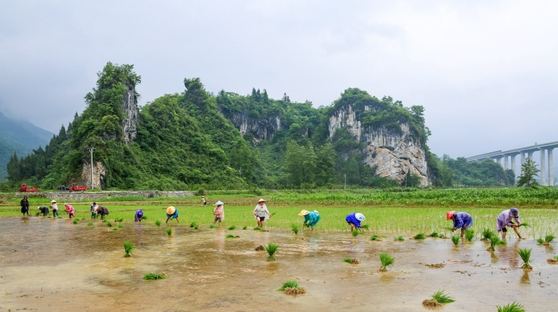 冒雨插秧抢农时