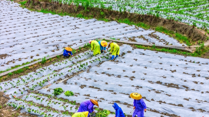 小蜜薯 大产业