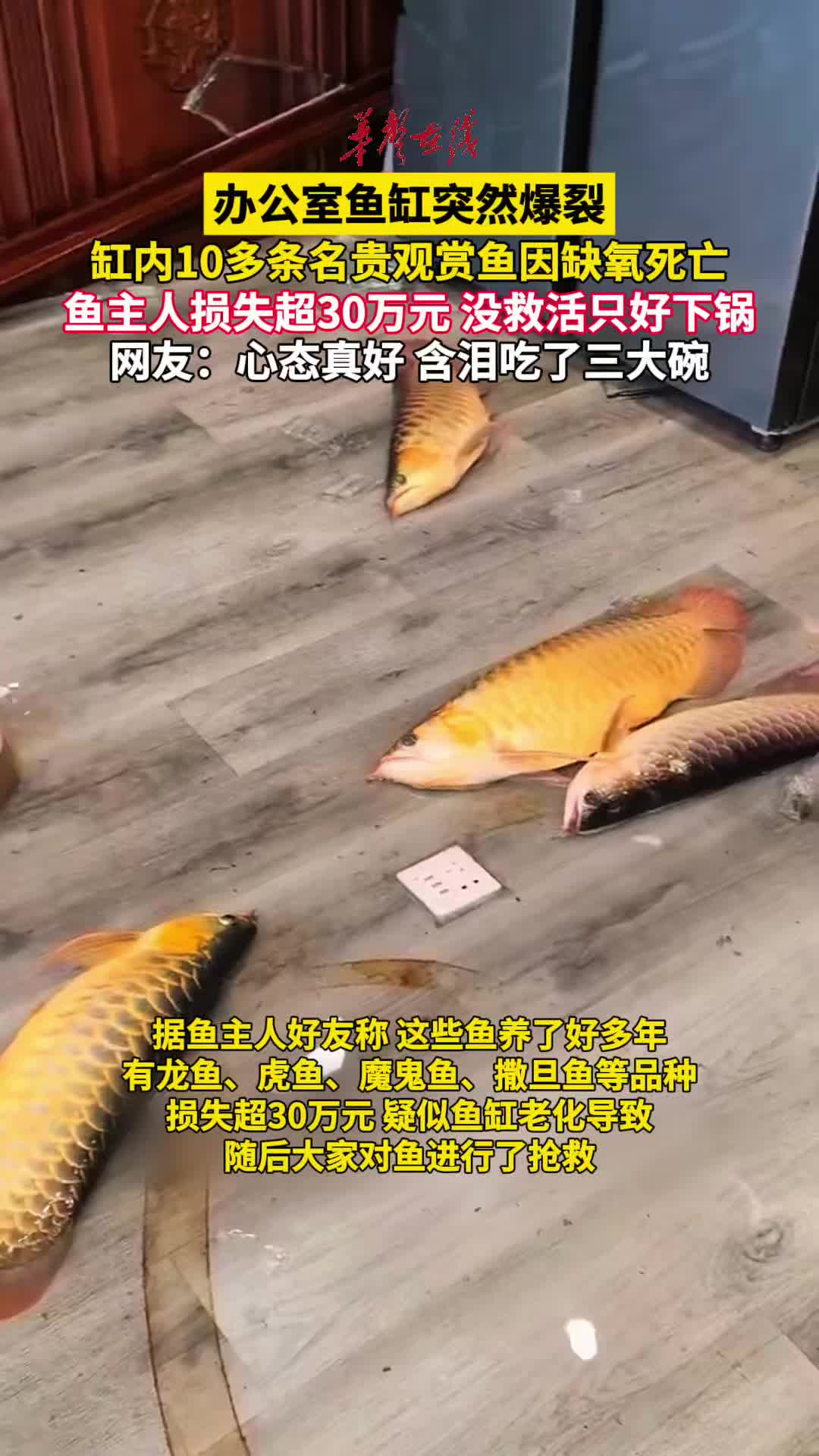 鱼缸爆裂缸内10多条名贵观赏鱼死亡 鱼主人：没救活只好下锅
