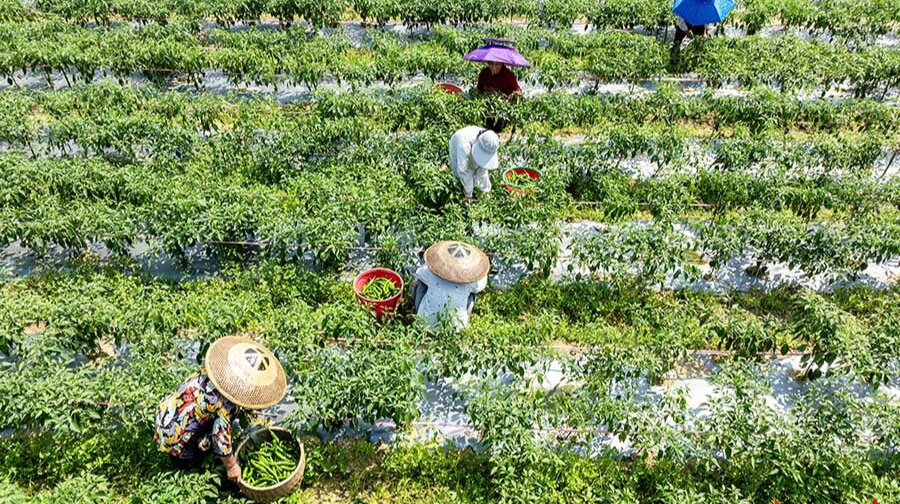 “订单辣椒”采收忙