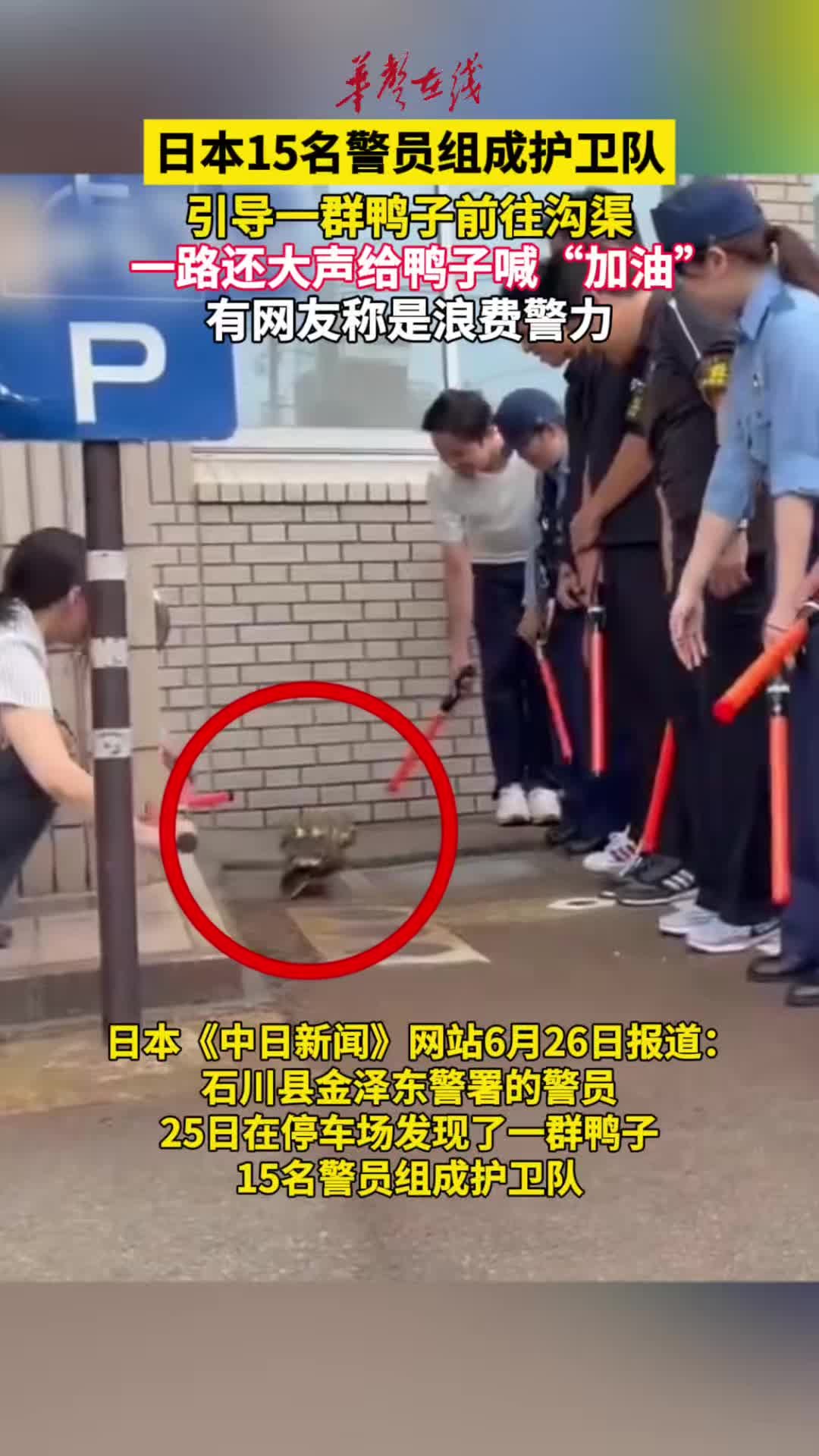 日本15名警员组成护卫队为鸭子引路