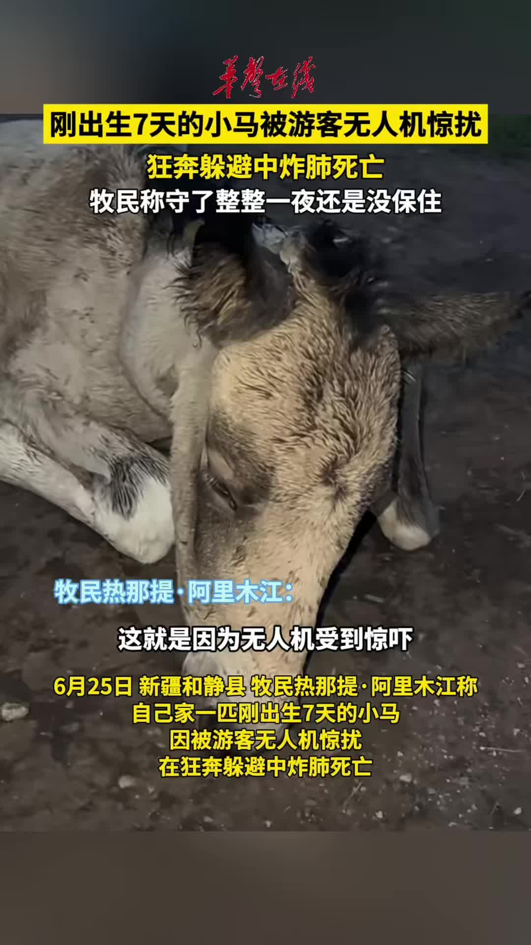 刚出生7天的小马被游客无人机追赶炸肺死亡