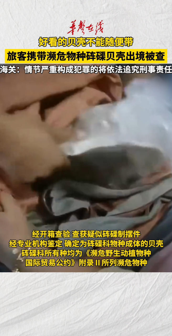好看的贝壳不能随便带！