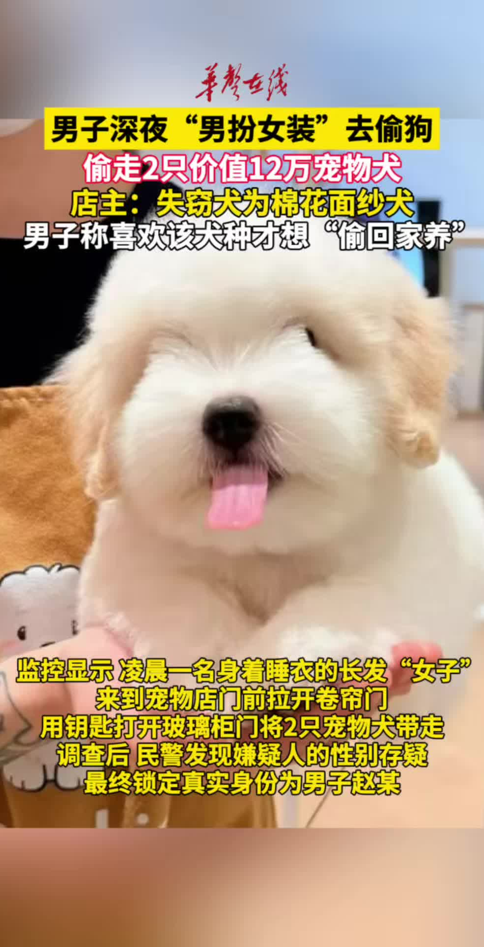 男子“男扮女装”偷走宠物店价值12万元名贵犬