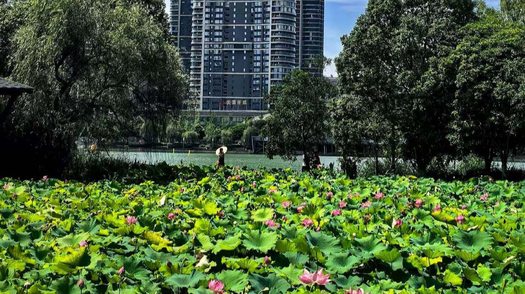 夏日荷风引客来