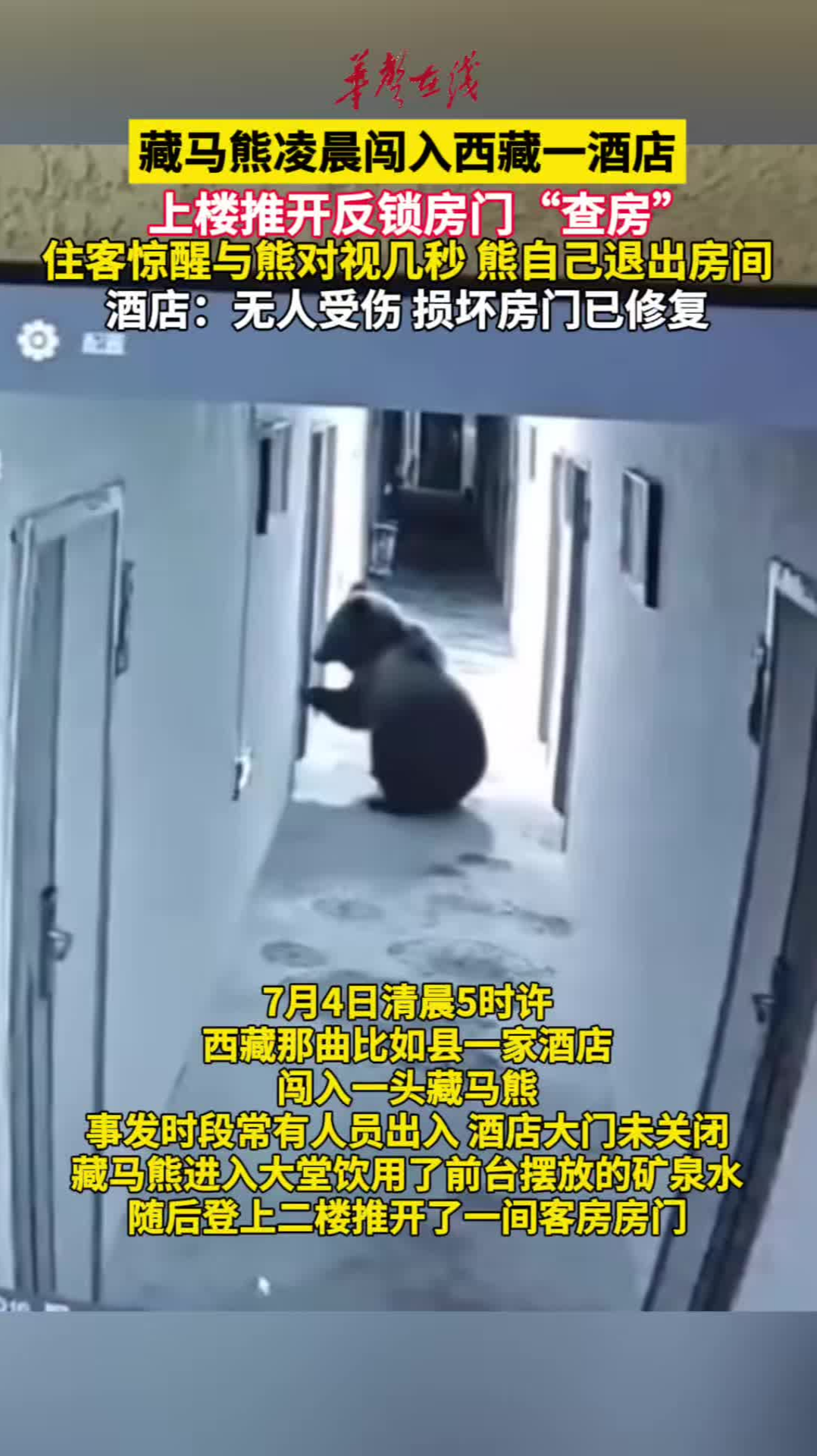 藏马熊凌晨闯入西藏一酒店 上楼推开反锁房门“查房”