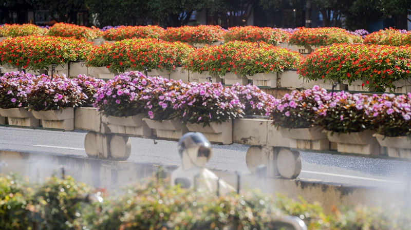 鲜花扮靓星城路口