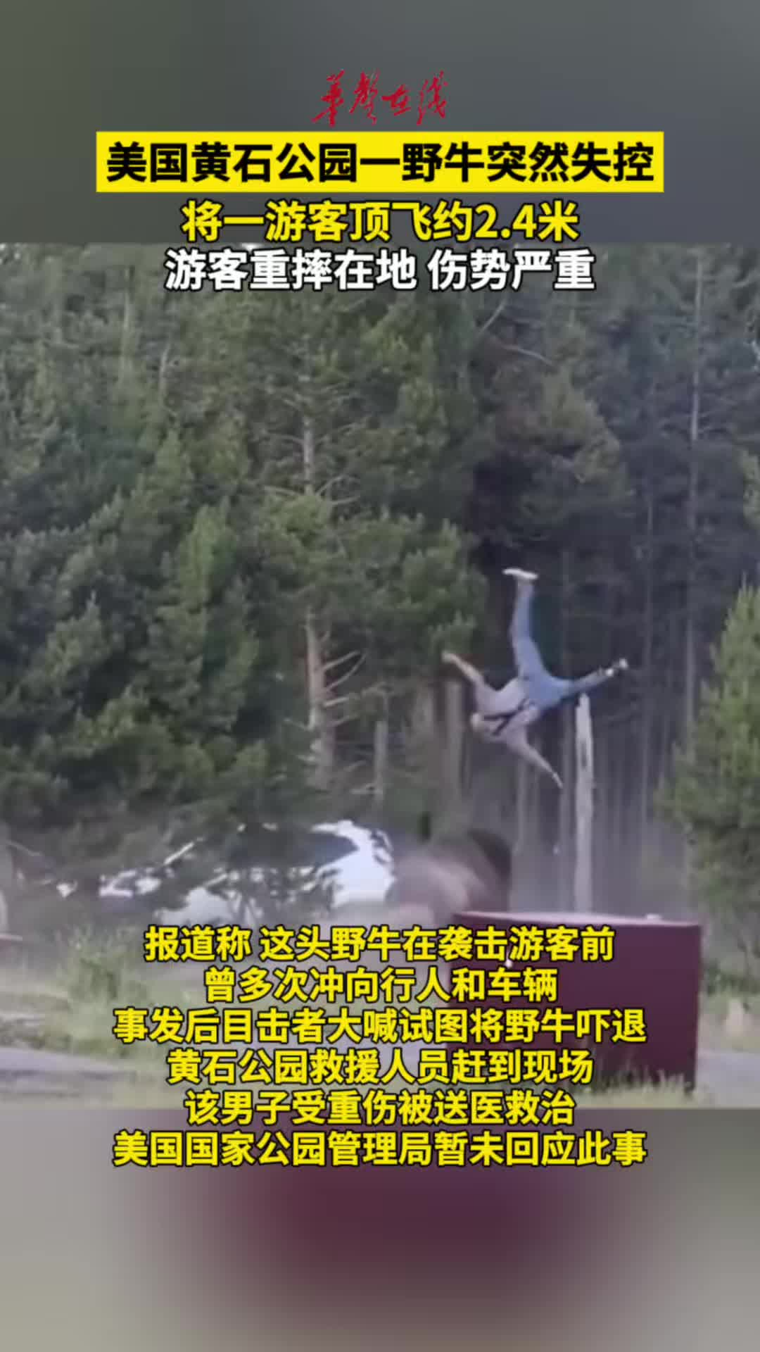 美国黄石公园一野牛失控将游客顶飞