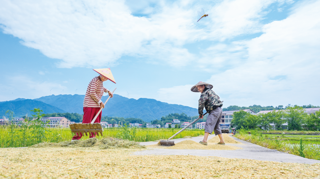 万亩示范区“双抢”忙