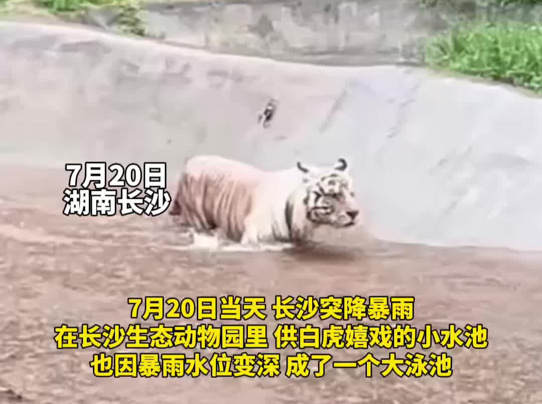 长沙动物园里的老虎“喜提”大泳池 雨中漫步表情迷茫 