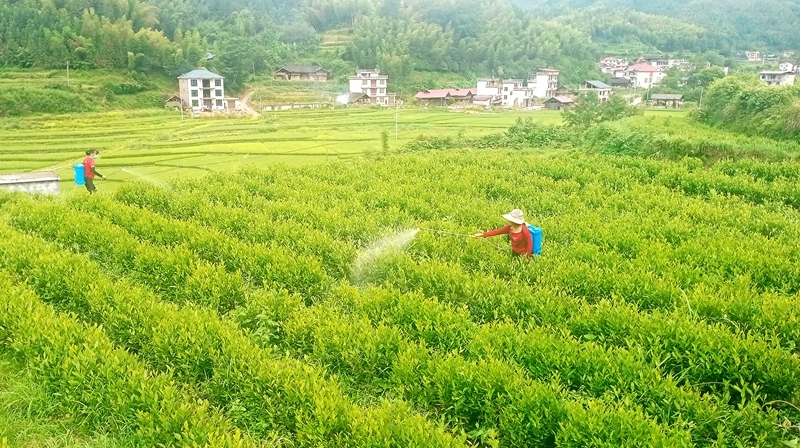 茶叶管护正当时