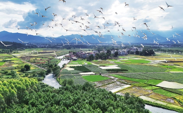 生态向好 鹭鸟飞来