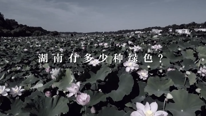 视频｜湖南的夏天，有多少种绿色？