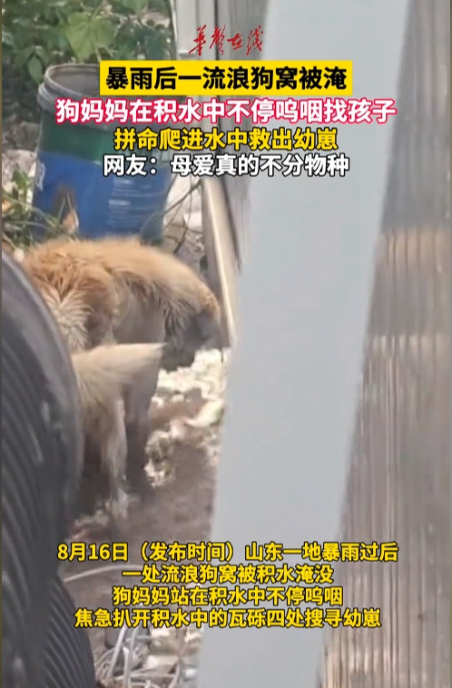 看哭了！狗窝被淹，狗妈妈拼命爬进水中救出幼崽